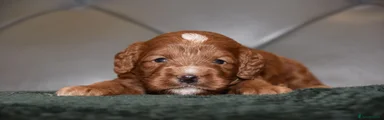 Cockapoo 1
