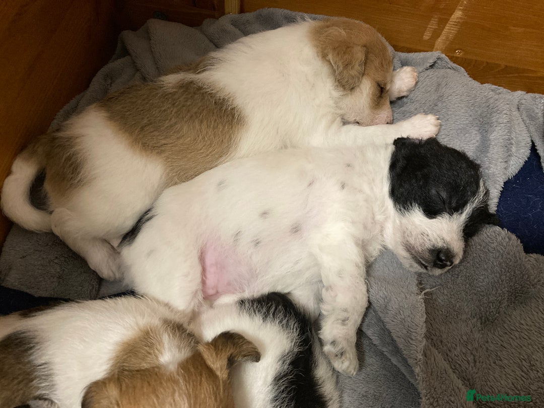 Jackapoo dogs for sale: @@GORGEOUS JACKAPOO PUPPIES@@ - Image 5