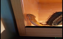 Leopard Gecko reptiles for sale: Female leopard gecko  - Image 7