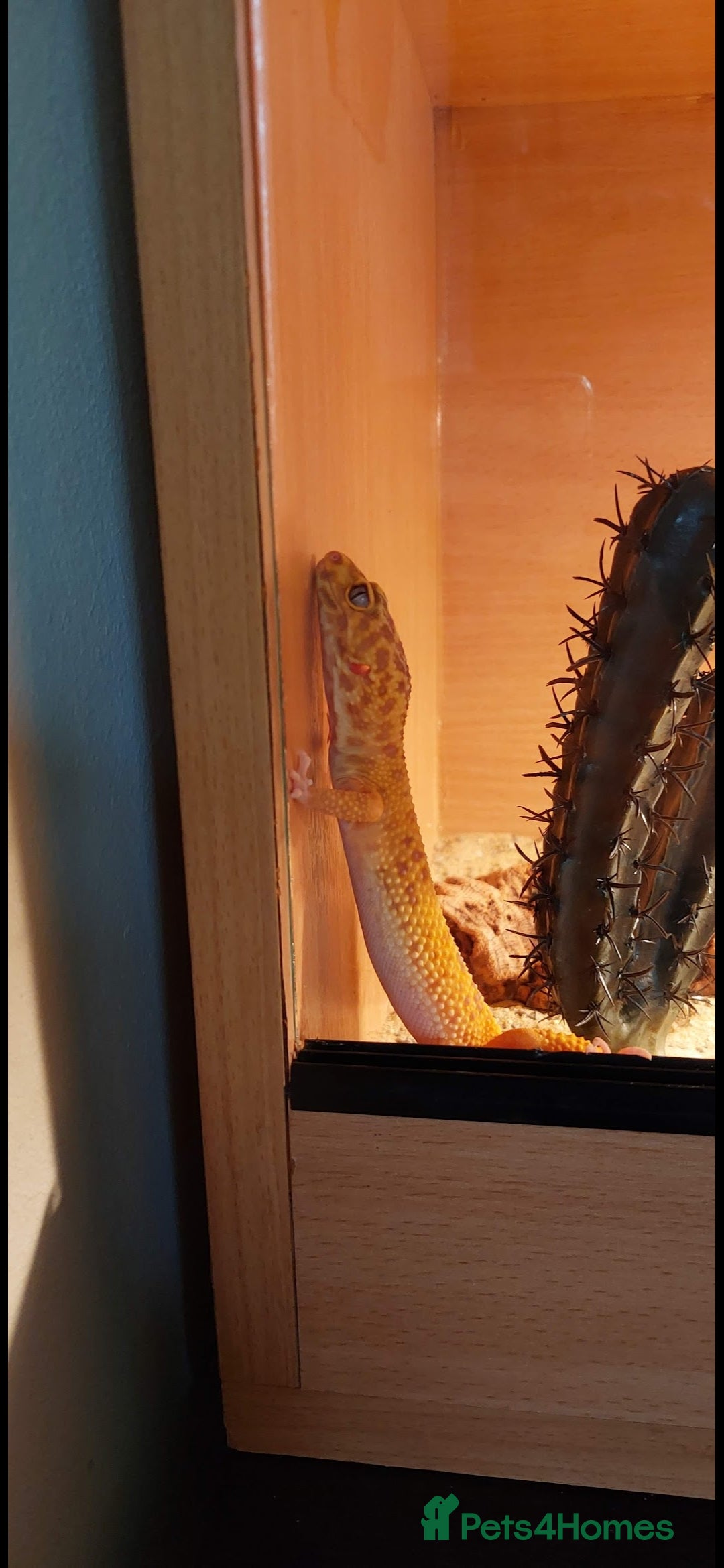 Leopard Gecko reptiles for sale: Female leopard gecko  - Image 7