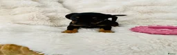 Mixed Breed dogs for sale: miniature dachshunds+French bulldog in Cardiff - Advert 4