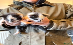 Domestic Shorthair cats for sale: F@rm Kittens - Image 1