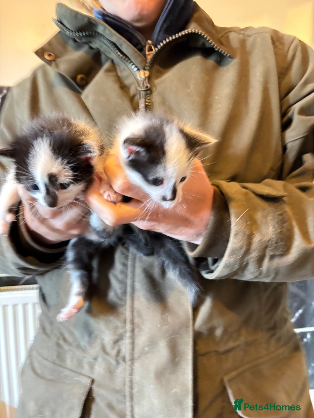 Domestic Shorthair cats for sale: F@rm Kittens - Image 1
