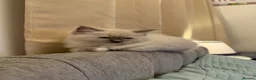 Ragdoll cats for sale: Ragdoll cat - Milo  in Horsham - Advert 6