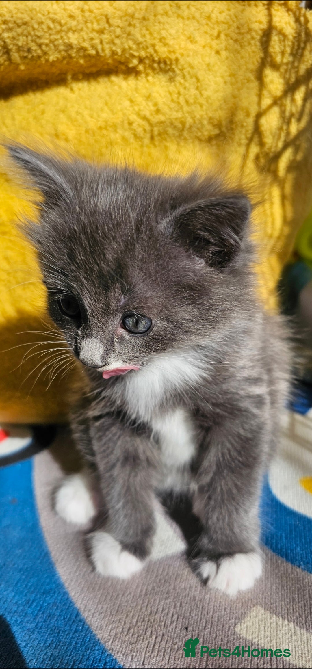 Mixed Breed cats for sale: Three beautiful kittens - Image 6
