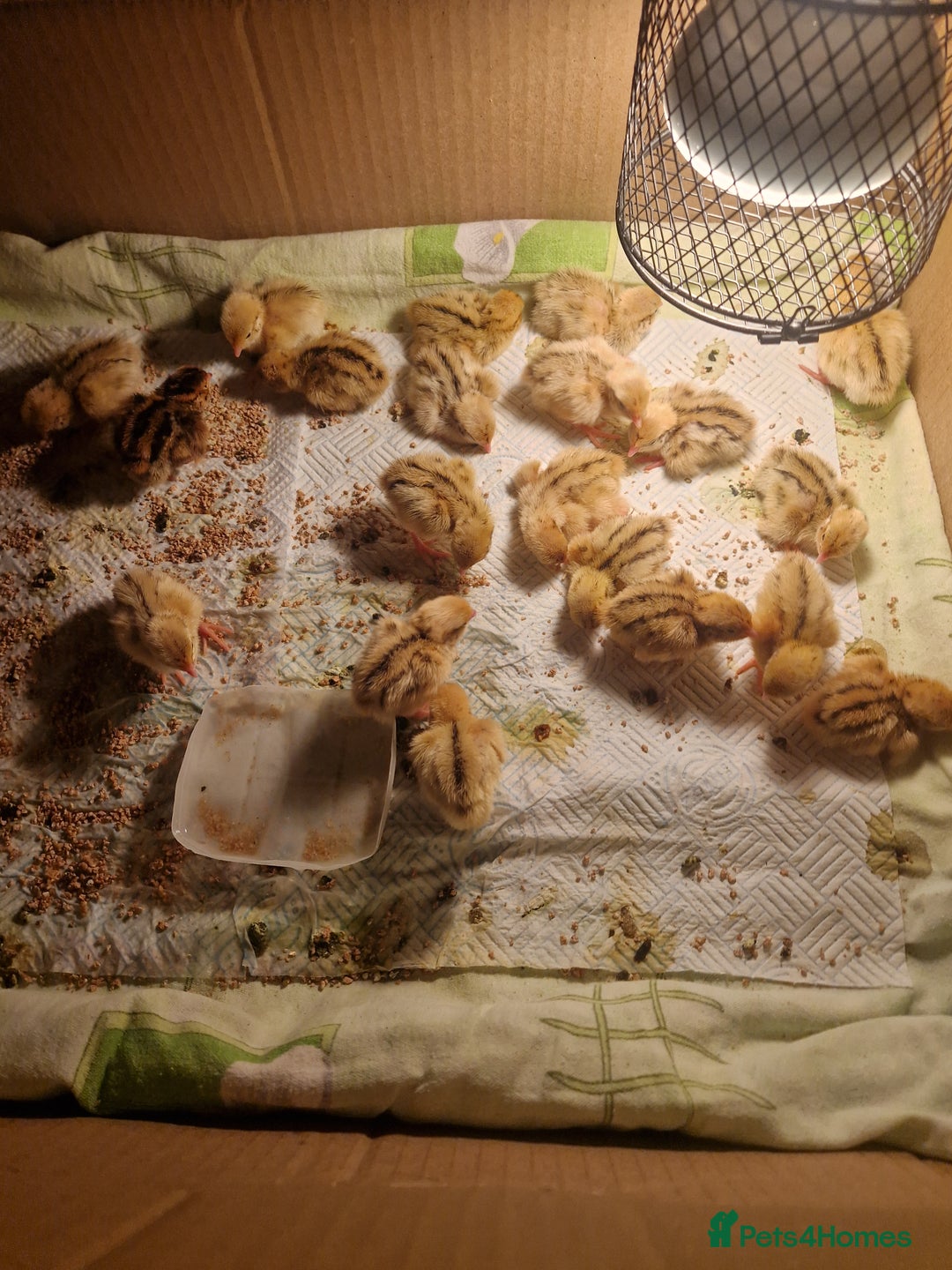 Quail poultry for sale: Jumbo coturnix quails - males - Advert 3