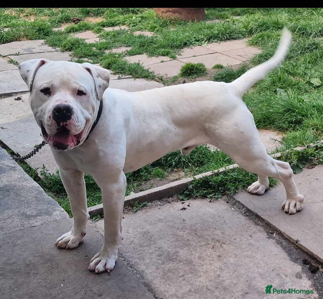 American Bulldog dogs DARKWATCHDOGS RAZER NKC REG AVAILABLE FOR STUD - Advert 1