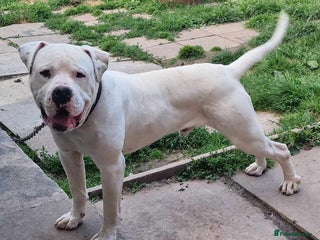 American Bulldog dogs - Advert 2