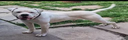 American Bulldog dogs for stud: DARKWATCHDOGS RAZER NKC REG AVAILABLE FOR STUD - Advert 1