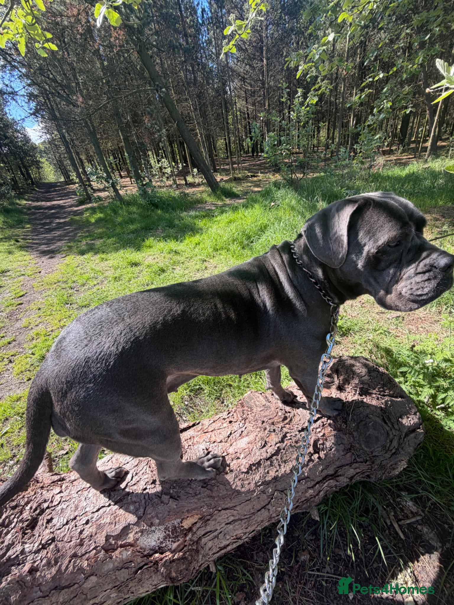 Cane Corso dogs Cane corso - Advert 1