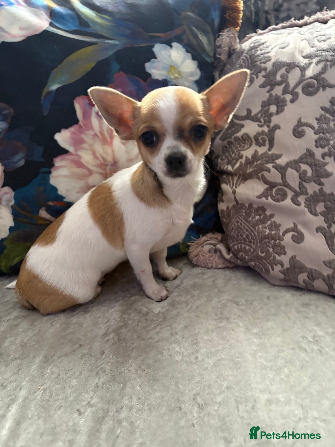 Chihuahua dogs for sale: Chihuahua female 18 weeks - Advert 2