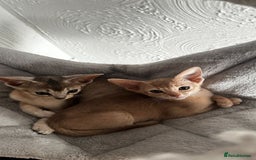 Abyssinian cats for sale: Abyssinian kittens  - Image 8