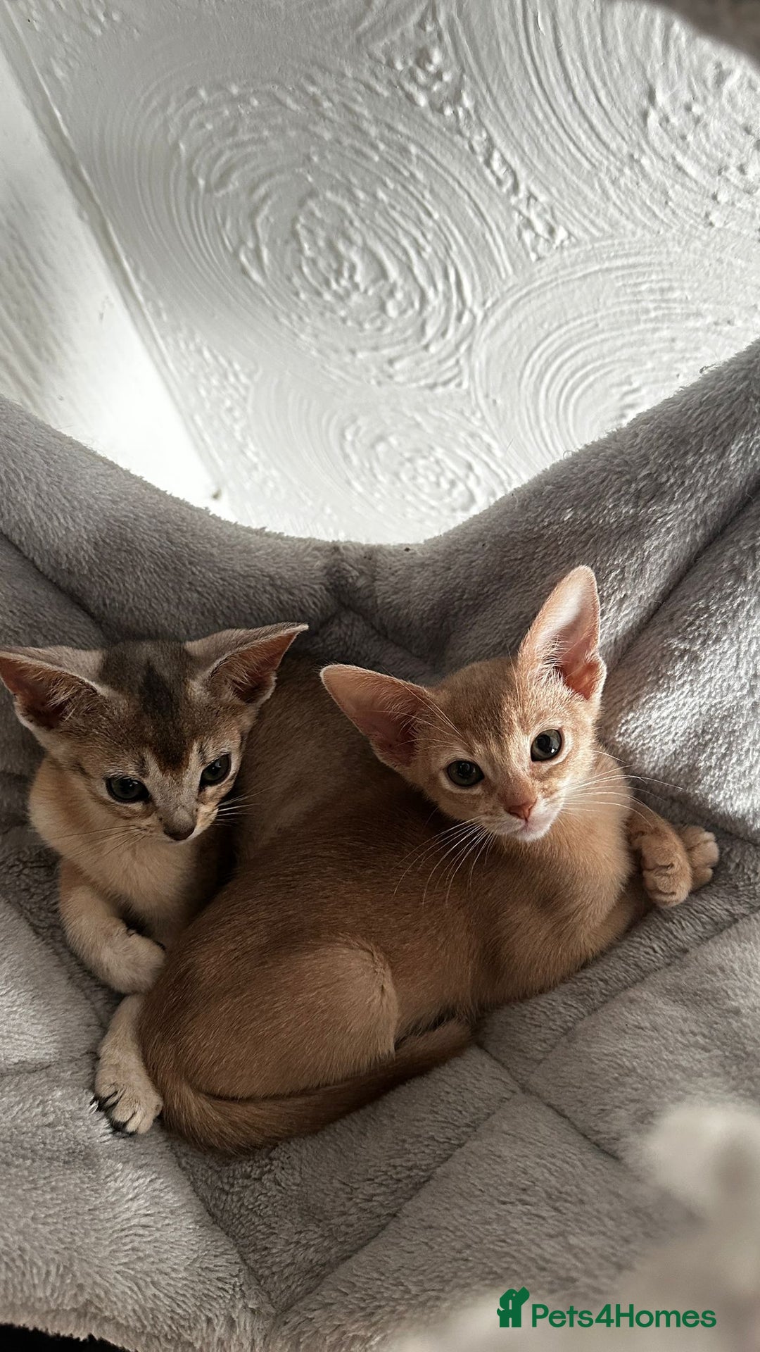 Abyssinian cats for sale: Abyssinian kittens  - Image 8