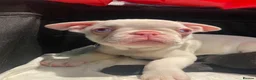 French Bulldog dogs for sale: Last KC registered French Bulldog puppy - Advert 7