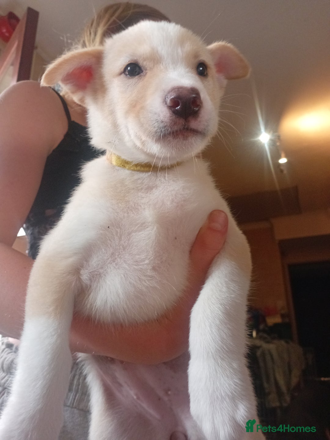 Mixed Breed dogs for sale: Alaskan malamute cross collies puppy's  - Image 6