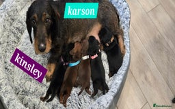 Dachshund dogs for sale: Beautiful Daxis - Advert 14
