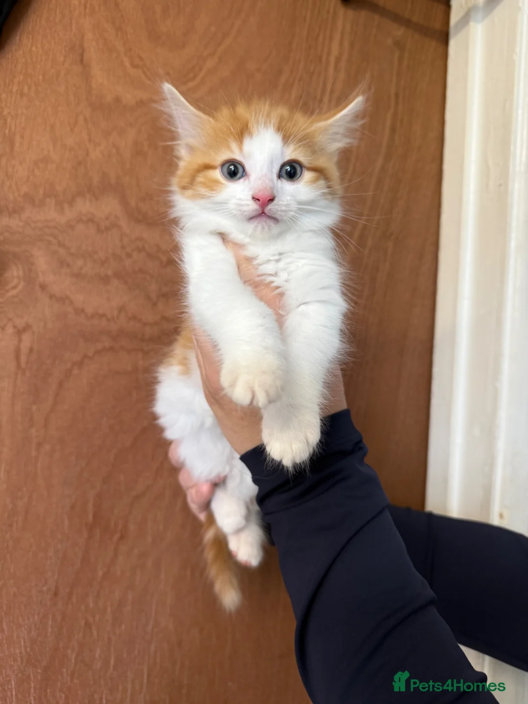 Maine Coon cats for sale: Maine Coon Kittens  in Faringdon - Advert 1