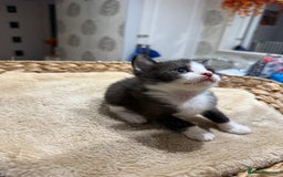 Mixed Breed cats for sale: Beautiful kittens for sale - Image 13