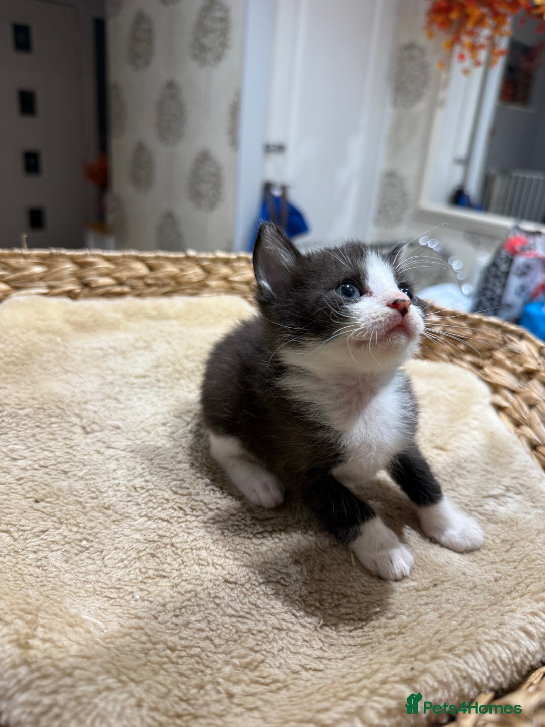 Mixed Breed cats for sale: Beautiful kittens for sale - Image 13