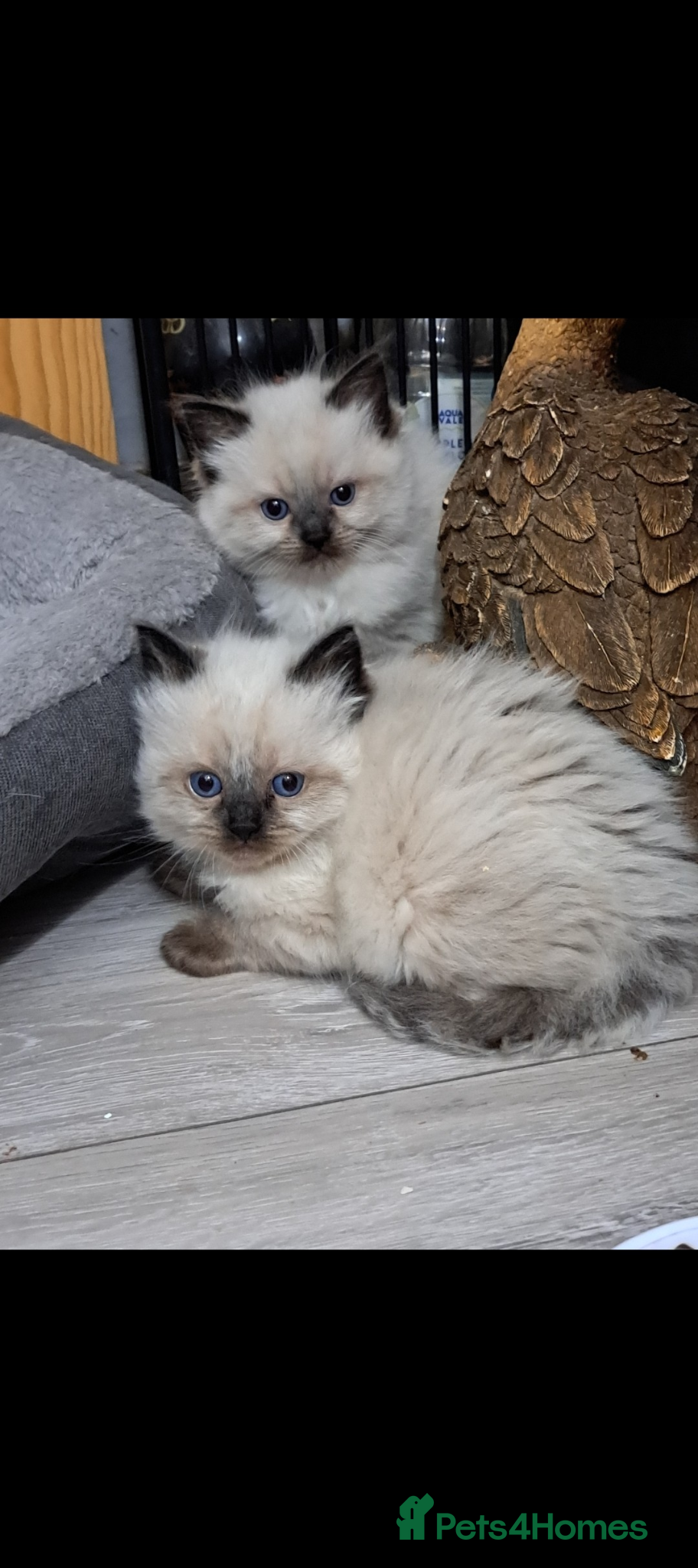 Ragdoll cats 1 boy Fluffy ragdoll kitten - Advert 18