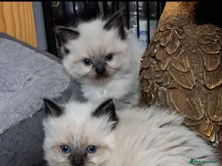 Ragdoll cats 1 boy Fluffy ragdoll kitten - Advert 18