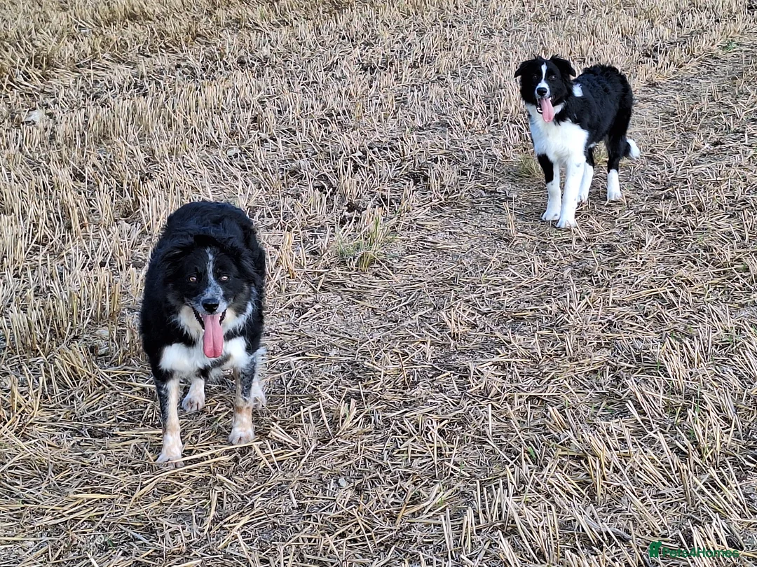 Border Collie dogs for stud: ISDS&KC Fully Tested Border Collie for Stud in Bicester - Advert 13