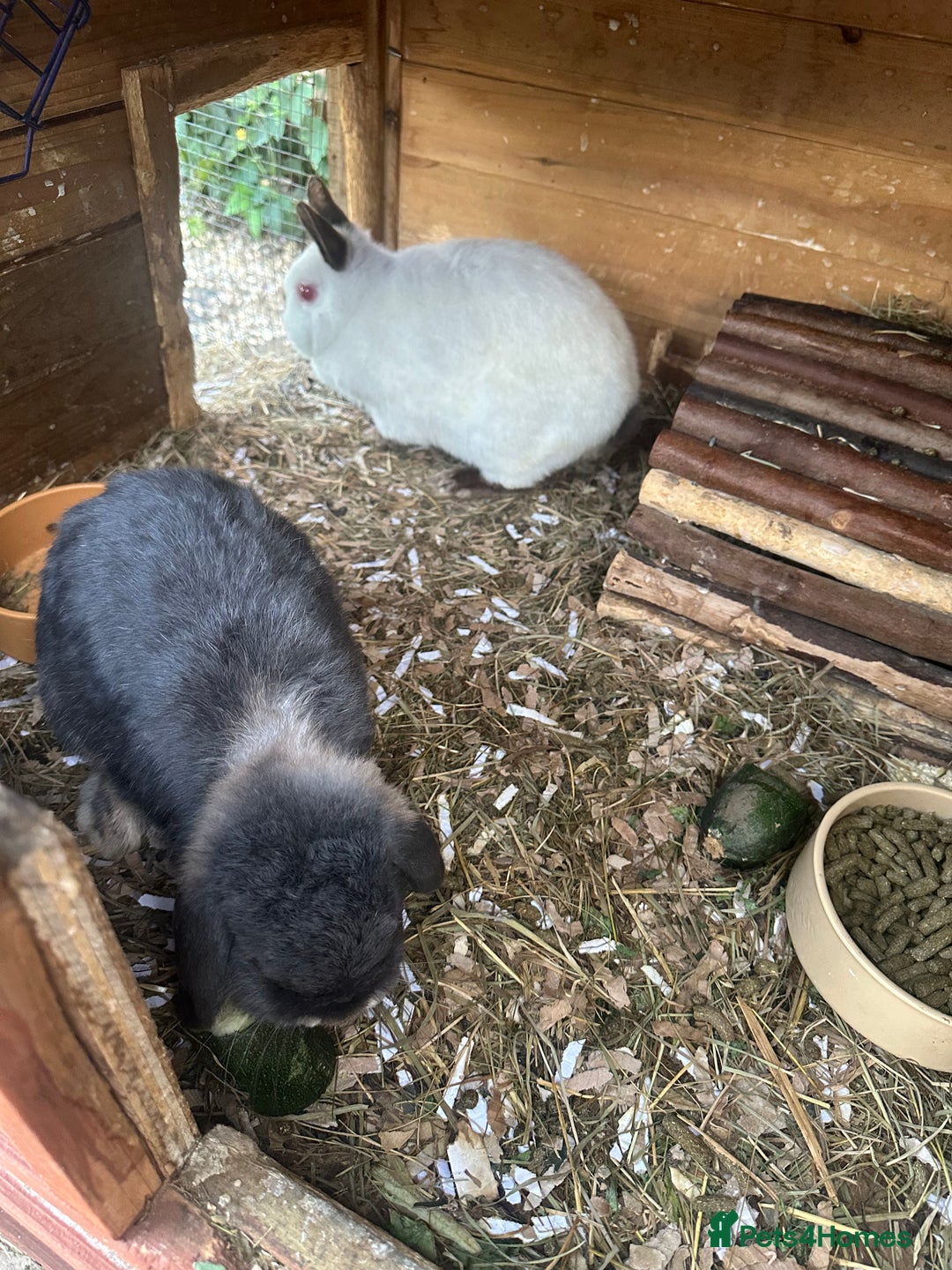 Netherland Dwarf rabbits for sale: Bonded pair of rabbits  - Image 2