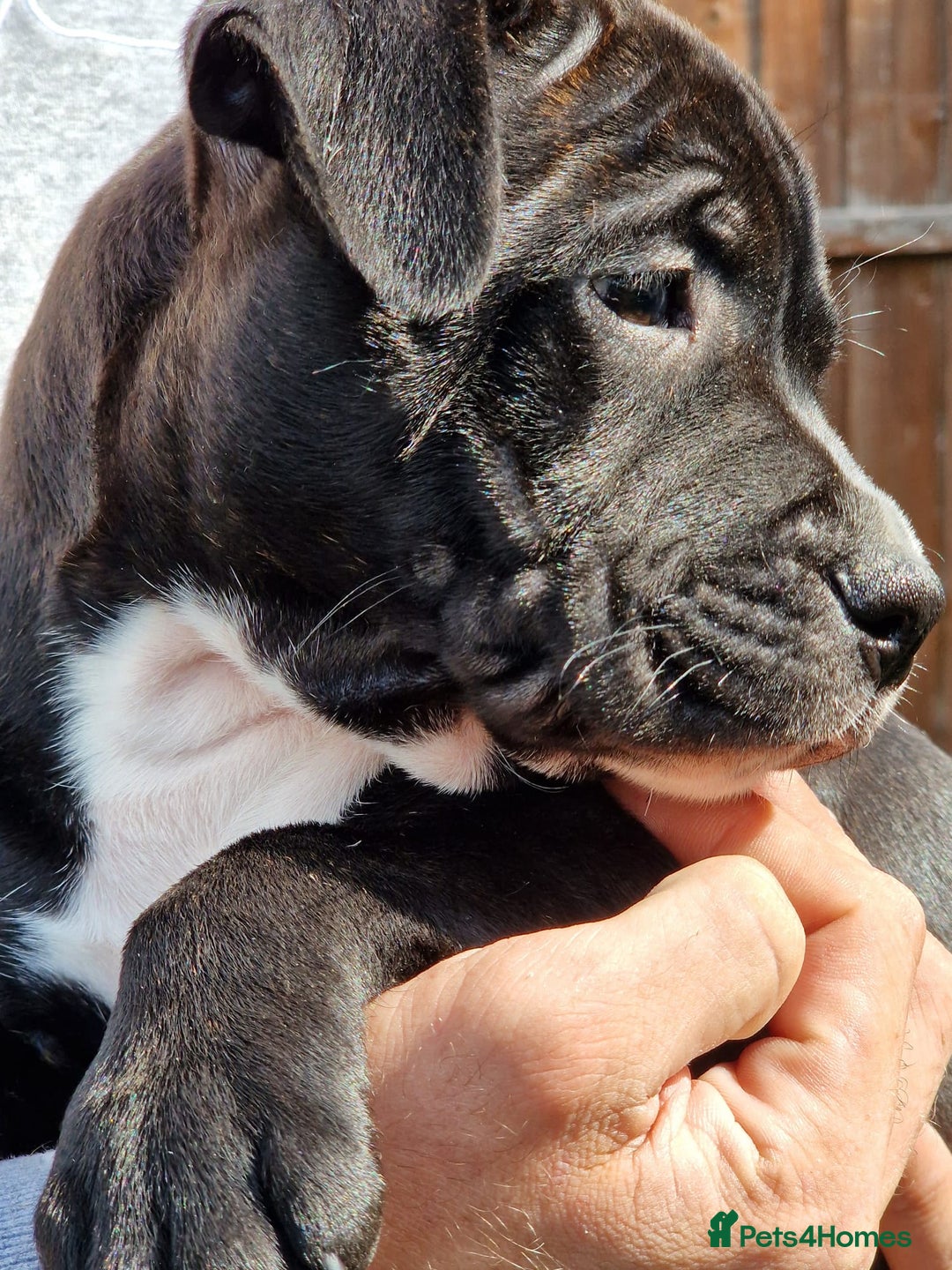 Staffordshire Bull Terrier dogs for sale: KC Reg Staffy Pups – Beautiful Chunky Puppys - Image 6