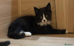 British Shorthair cats for sale: Gorgeous British Shorthair kittens! - Image 6