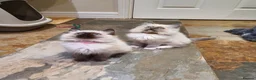 Ragdoll cats for sale: Beautiful GCCF Registered Ragdoll Kittens. - Advert 19