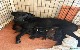 Labrador Retriever dogs for sale: Chunky Black Labrador puppies  - Image 1