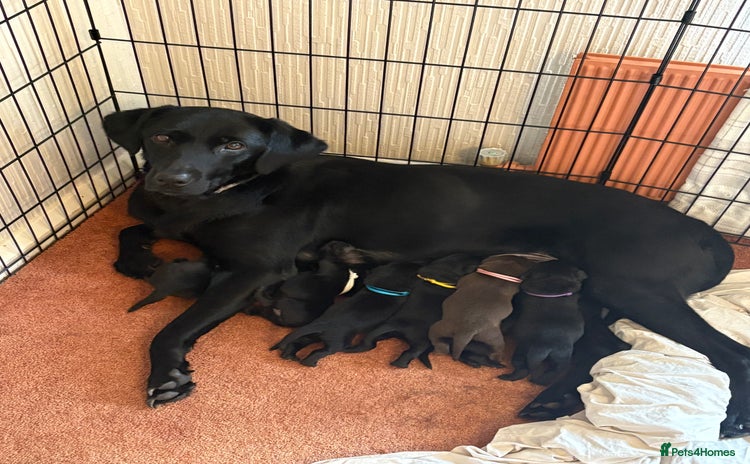 Labrador Retriever dogs - Advert 1