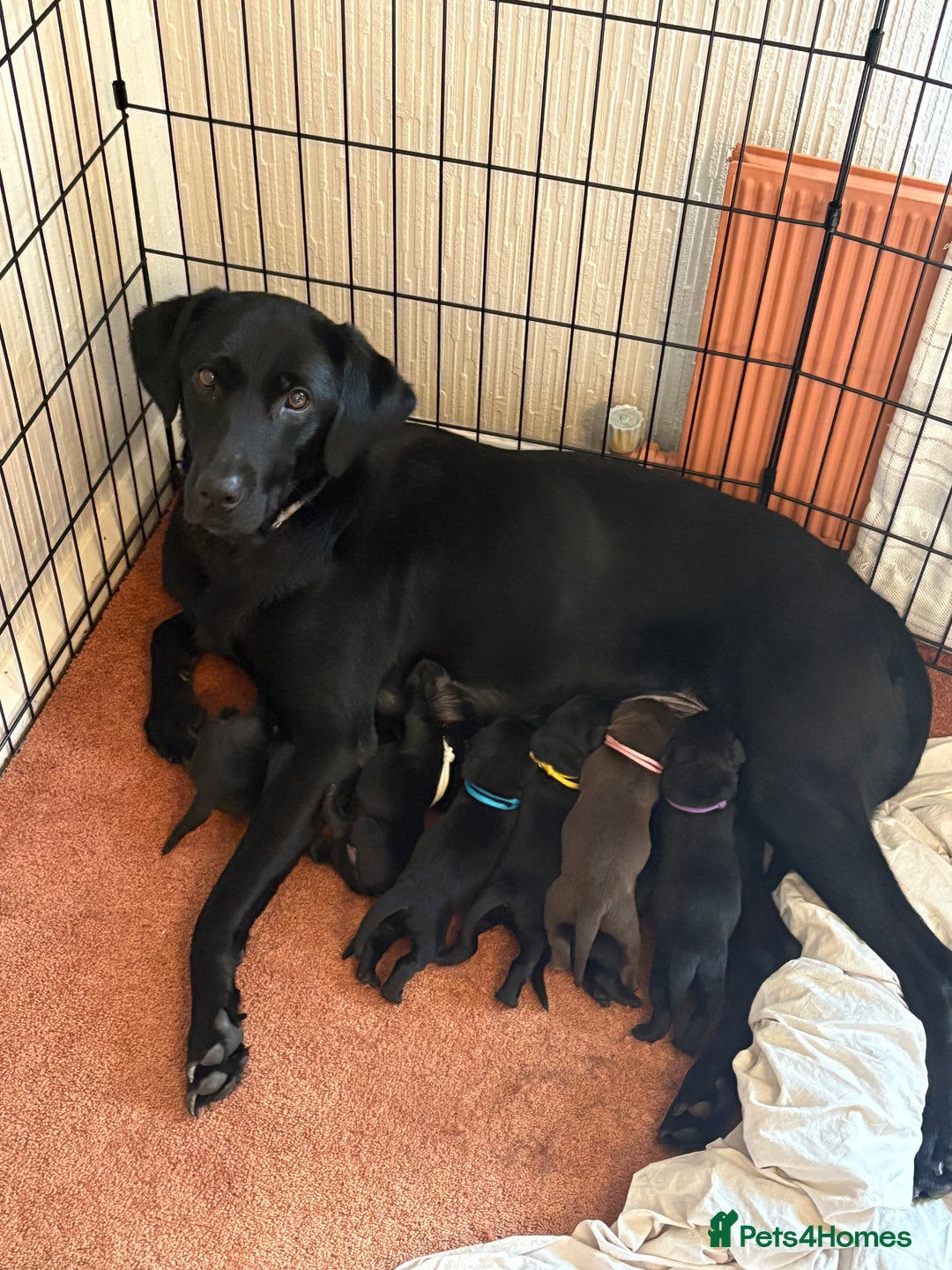Labrador Retriever dogs for sale: Chunky Black Labrador puppies  - Image 1