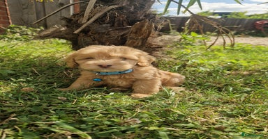 Cavapoo dogs - Advert 2