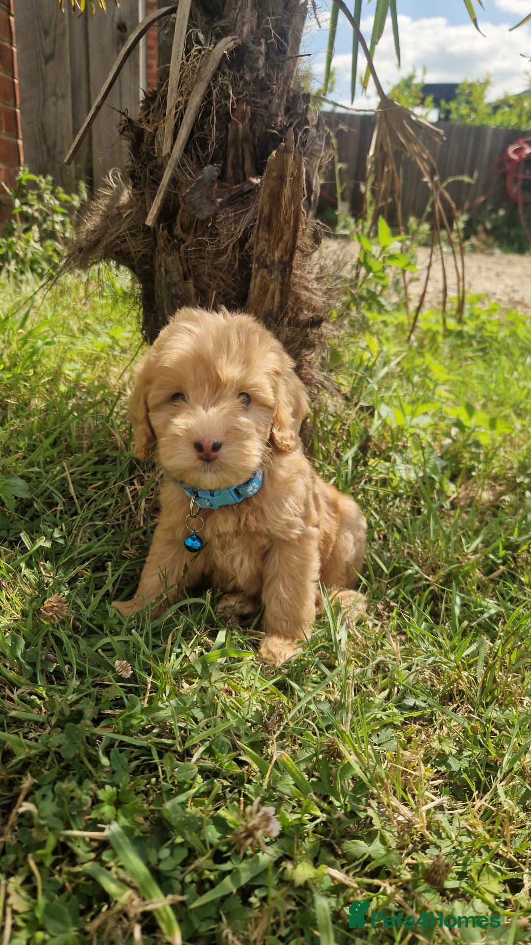 Cavapoo dogs for sale: ⭐️ Stunning ⭐️ F1b Cavapoos ⭐️ Ready Thursday ⭐️ - Image 2