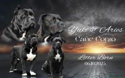 Cane Corso dogs for sale: Yuki & Aries Cane Corso Puppies  - Image 1