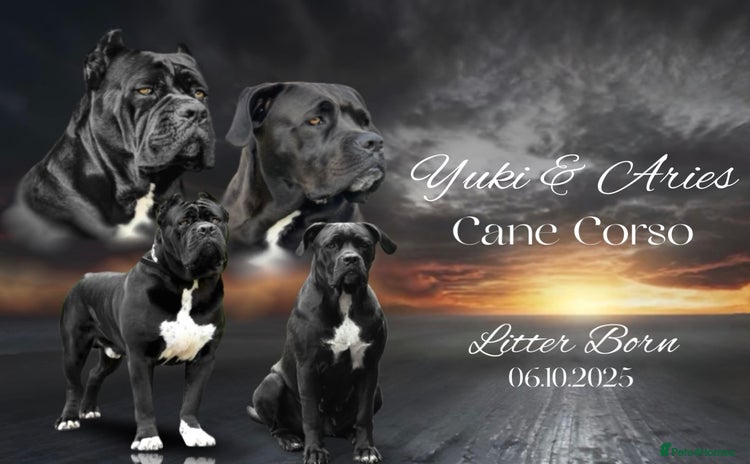 Cane Corso dogs - Advert 10