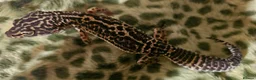 Leopard Gecko reptiles for sale: Proven pair of BLack night leopard geckos  - Advert 2
