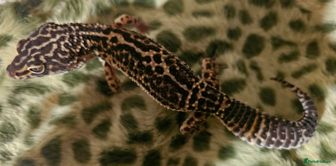 Leopard Gecko reptiles for sale: Proven pair of BLack night leopard geckos  - Advert 2