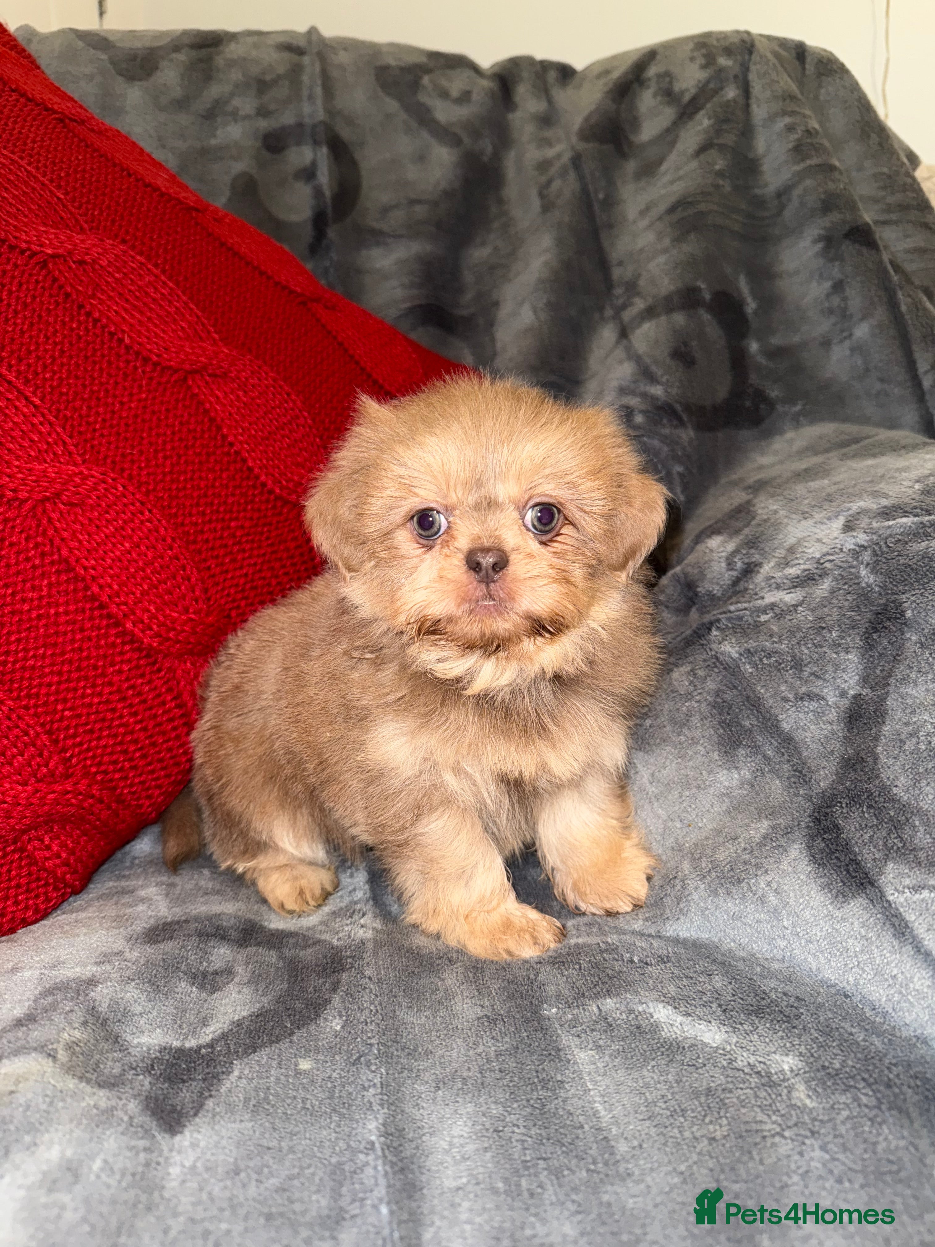 Shih Tzu dogs 🧡💜Stunning KC Registered Shih Tzu Puppies🧡💜 - Advert 10