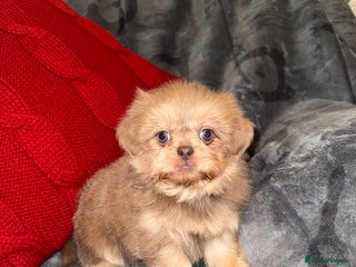 Shih Tzu dogs 🧡💜Stunning KC Registered Shih Tzu Puppies🧡💜 - Advert 1