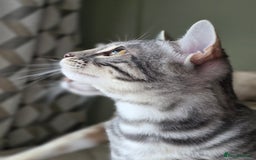 Bengal cats for sale: Silver Rosetted, Blue Silver Rosetted Bengal Girls - Image 2