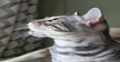 Bengal cats - Advert 9