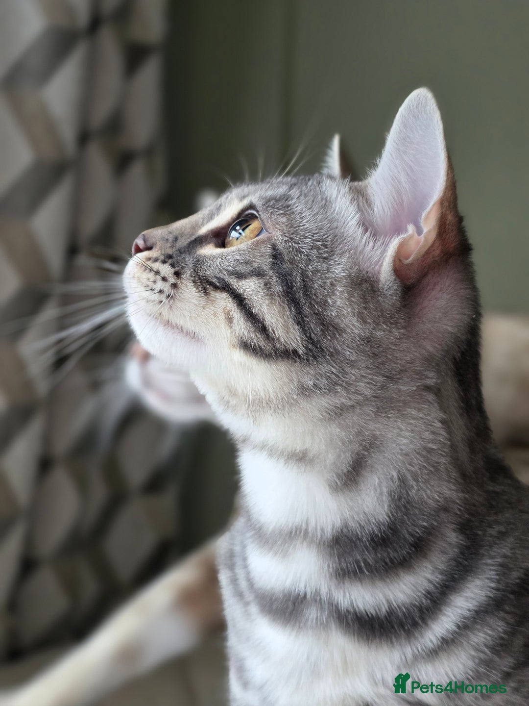 Bengal cats for sale: Silver Rosetted, Blue Silver Rosetted Bengal Girls - Image 2