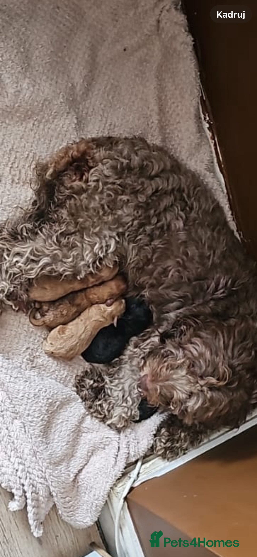 Cockapoo dogs for sale: Beautiful cockapoo for sale  - Image 13