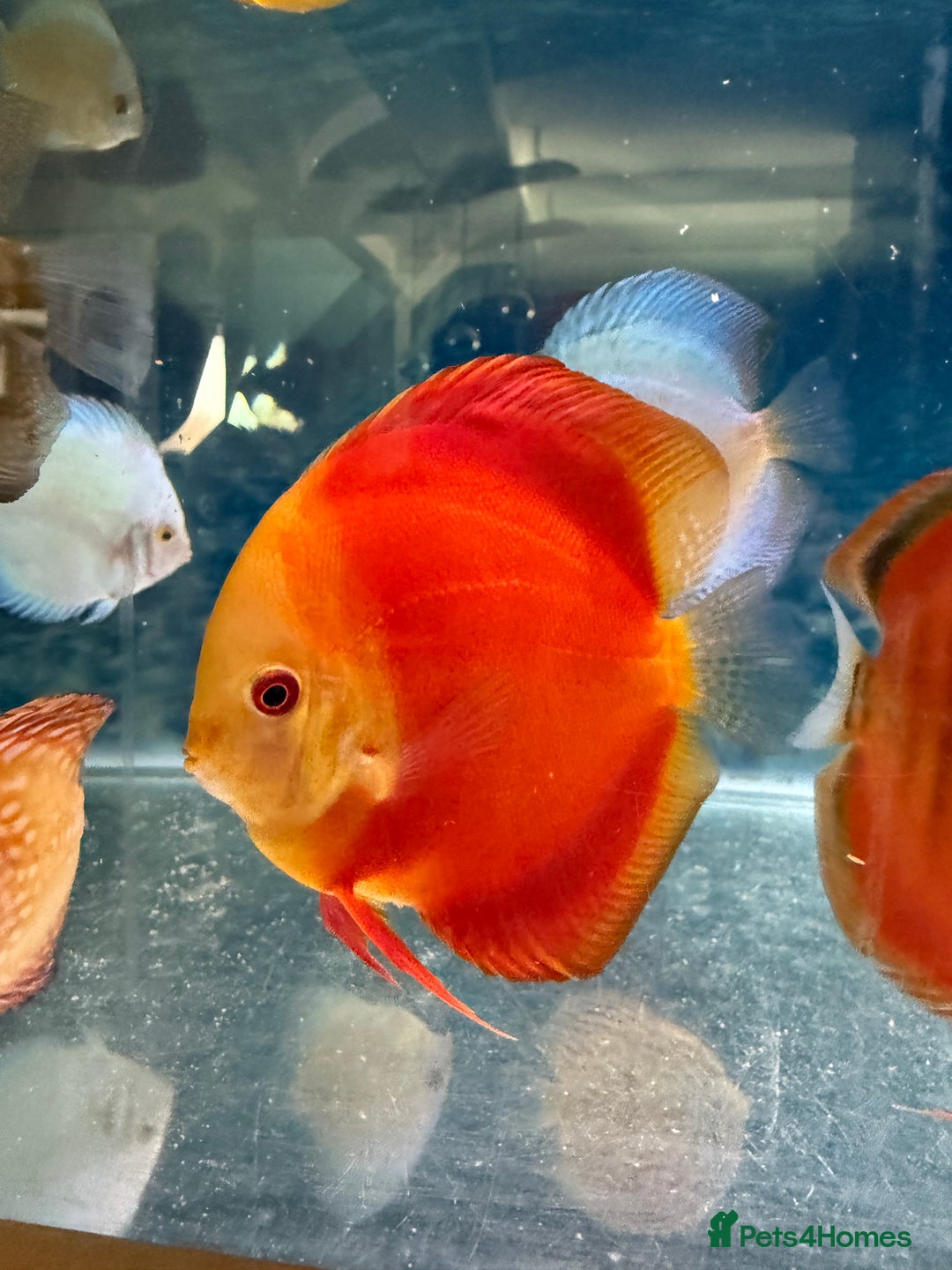 Discus fish for sale: Discus fish - Image 4