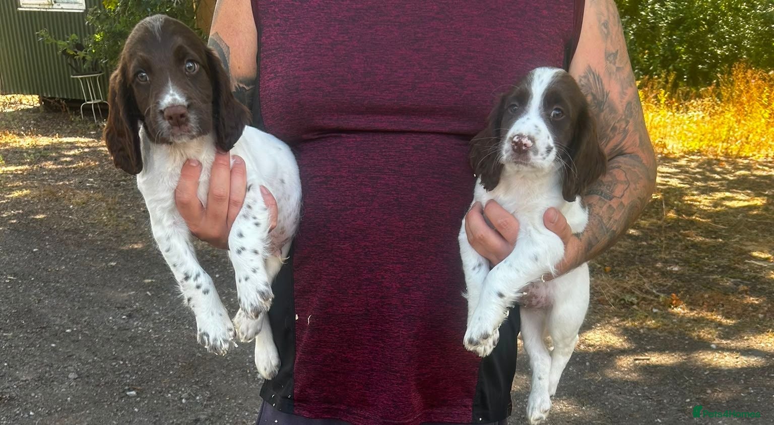 English Springer Spaniel dogs 2 beautiful boys left - Advert 12