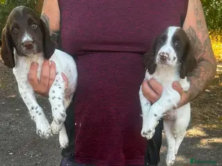 English Springer Spaniel dogs 2 beautiful boys left - Advert 12
