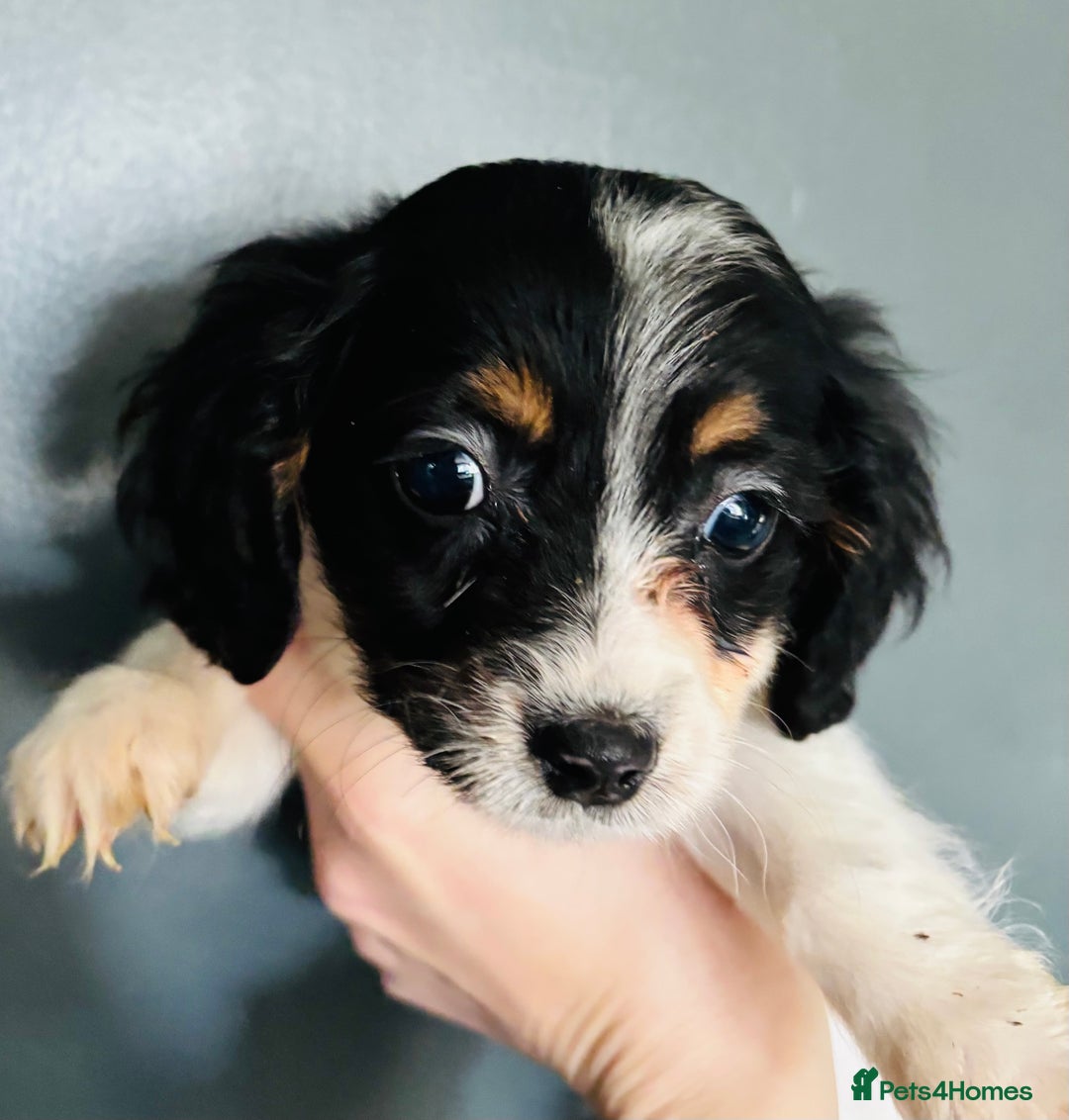 Mixed Breed dogs for sale: Adorable doxiepoo puppies last puppy remaining  - Advert 3