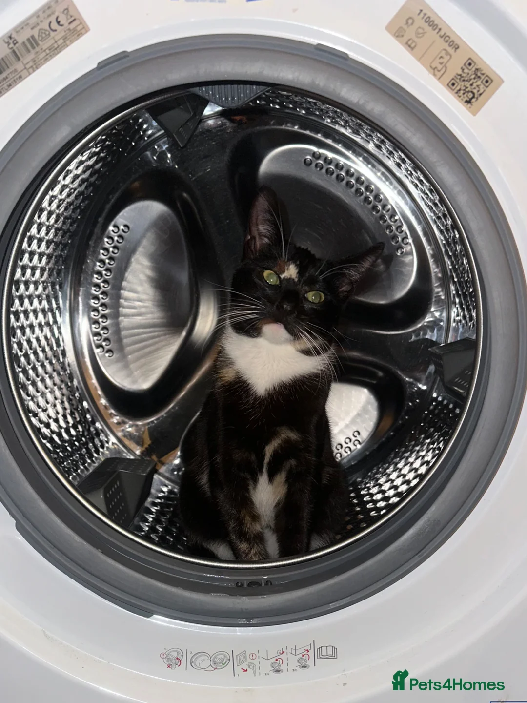 Domestic Shorthair cats for sale: 2 female kittens in Huddersfield - Advert 38